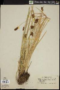 Carex neurophora image