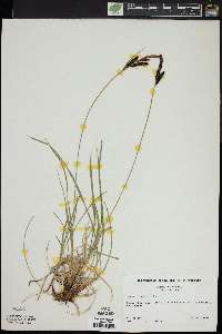 Carex nigra image