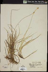 Carex nigricans image