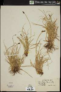 Carex nigricans image