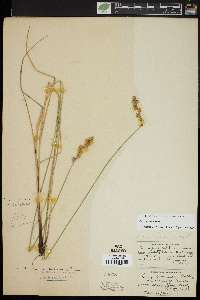 Carex normalis image