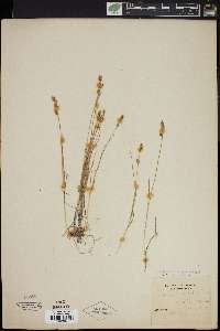 Carex norvegica image