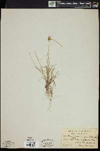Carex oederi var. pumila image