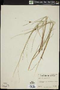 Carex oligosperma image