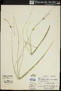 Carex oligosperma image