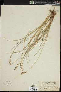 Carex ormantha image