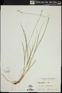 Carex ormantha image