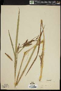 Carex paleacea image