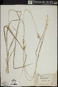 Carex pallescens image