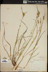 Carex pallescens image