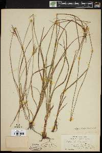 Carex pallescens image