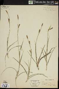 Carex panicea image