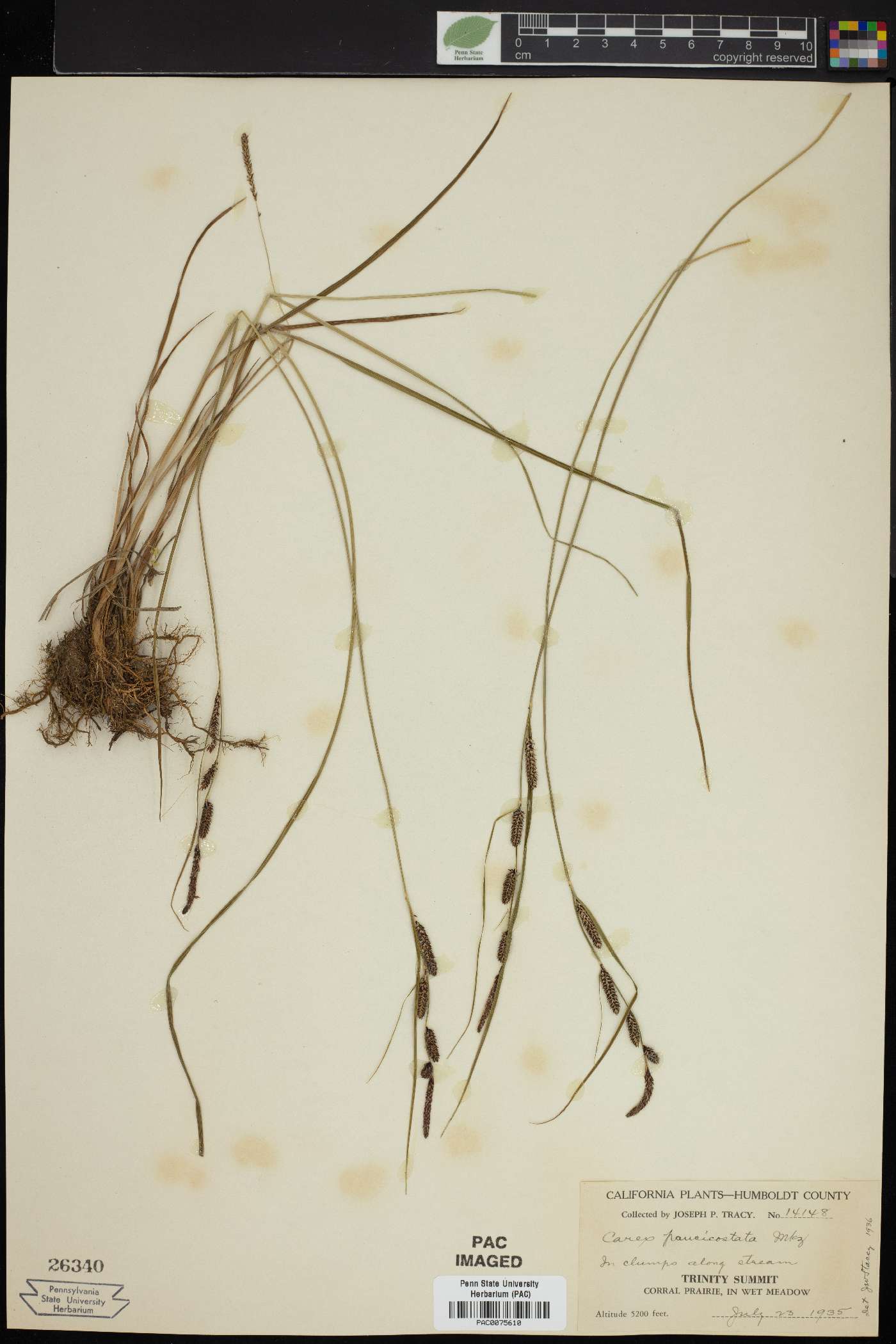 Carex paucicostata image