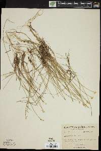 Carex pauciflora image