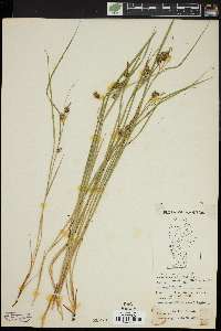 Carex paupercula var. pallens image