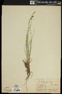 Carex paupercula image