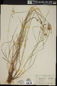 Carex paupercula image