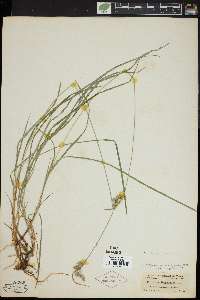 Carex paupercula image