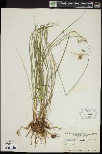 Carex paupercula var. irrigua image