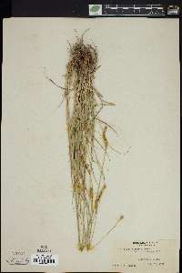 Carex petasata image