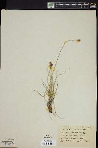 Carex phaeocephala image