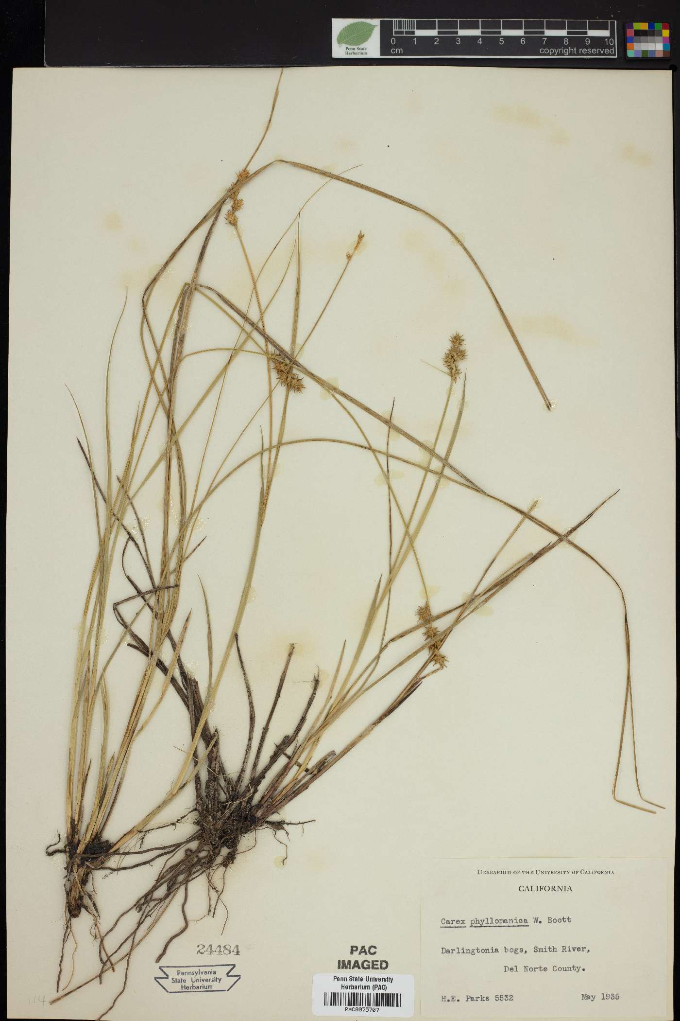 Carex phyllomanica image