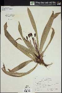 Carex plantaginea image