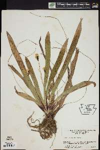 Carex plantaginea image