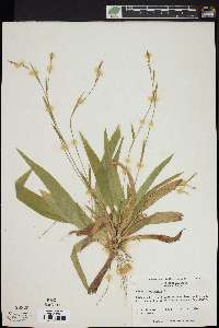 Carex platyphylla image