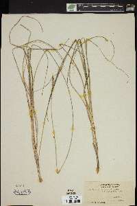 Carex praegracilis image