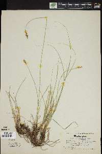 Carex praegracilis image