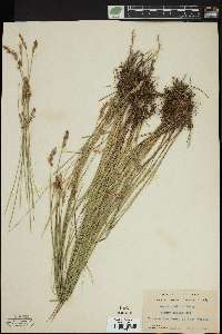 Carex prairea image