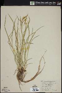 Carex prasina image