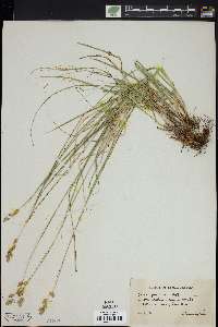 Carex praticola image