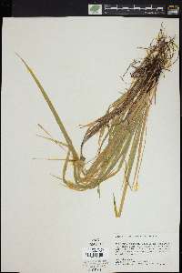 Carex purpurifera image