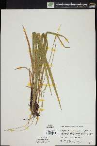 Carex purpurifera image