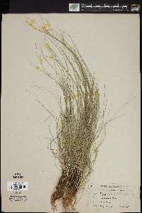 Carex radiata image