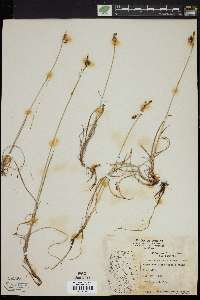 Carex rariflora image