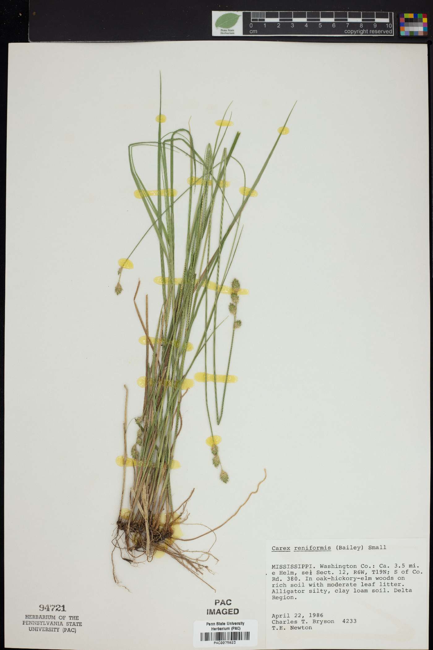 Carex reniformis image