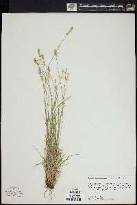 Carex retroflexa image