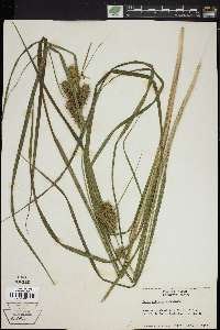 Carex retrorsa image