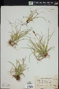 Carex richardsonii image