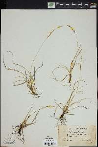 Carex richardsonii image