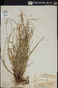 Carex rossii image