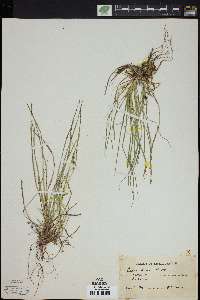 Carex rossii image