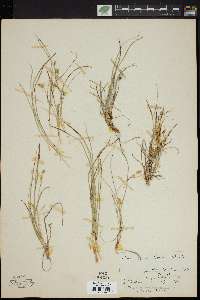 Carex rossii image