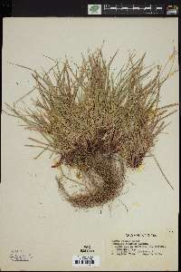 Carex rossii image