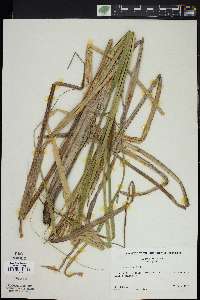 Carex rostrata image