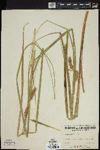 Carex rostrata image