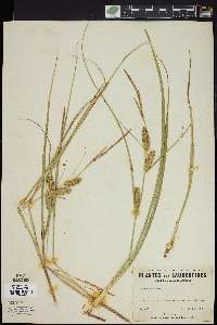 Carex rostrata image